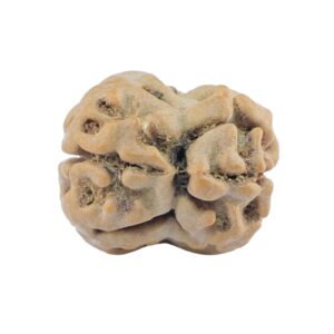 2 Mukhi Rudraksha 21mm 2.07gm - Rudraksha back