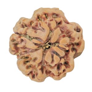 1MK(Underdeveloped) 23mm 3.93gm - Rudraksha back