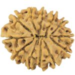 12 Mukhi Rudraksha 24.4mm 3.41gm - Rudraksha back