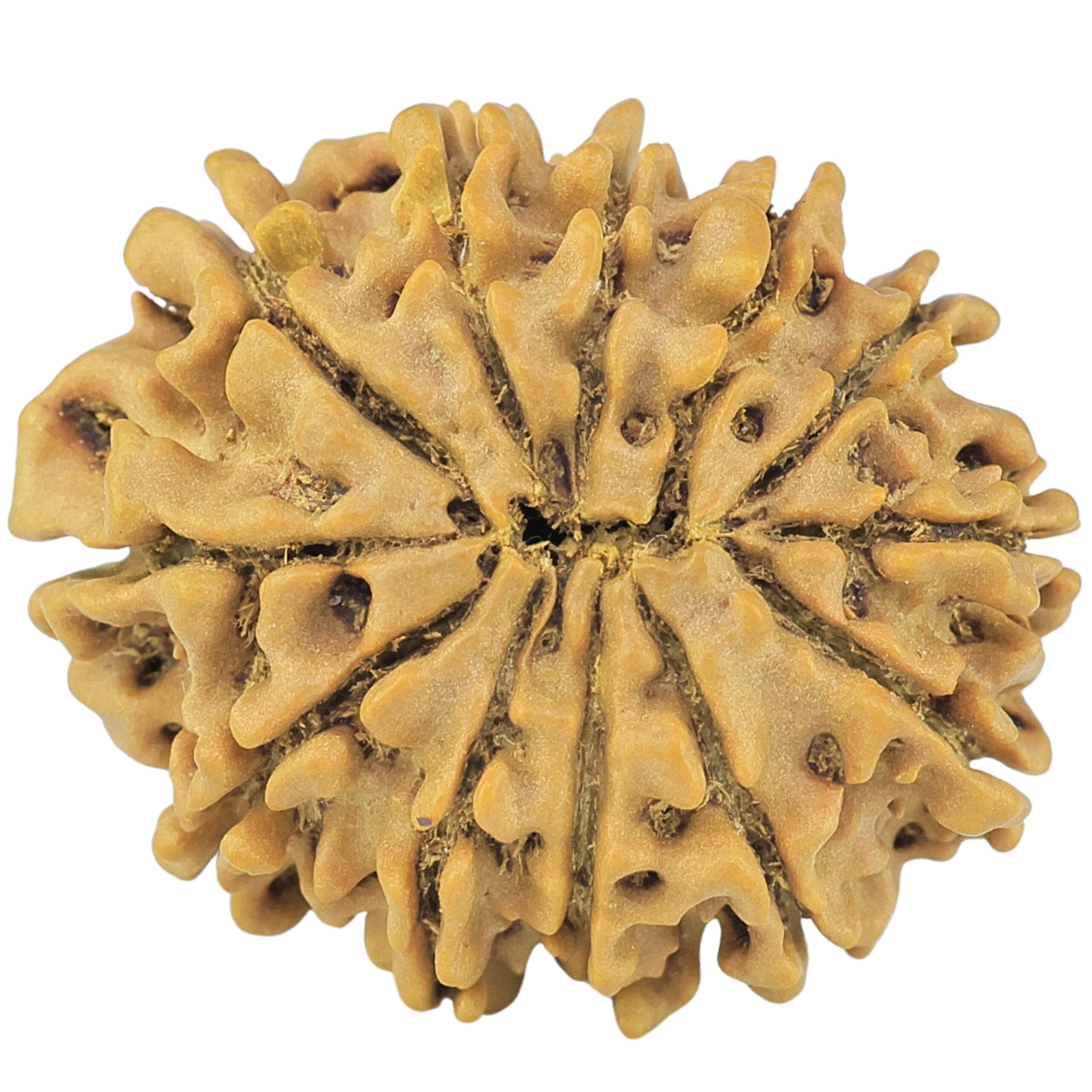 12 Mukhi Rudraksha 24.4mm 3.41gm - Rudraksha back