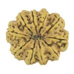 10 Mukhi Rudraksha 33.9mm 7.92gm - Rudraksha back