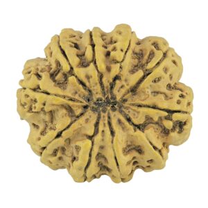 10 Mukhi Rudraksha 33.9mm 7.92gm - Rudraksha back