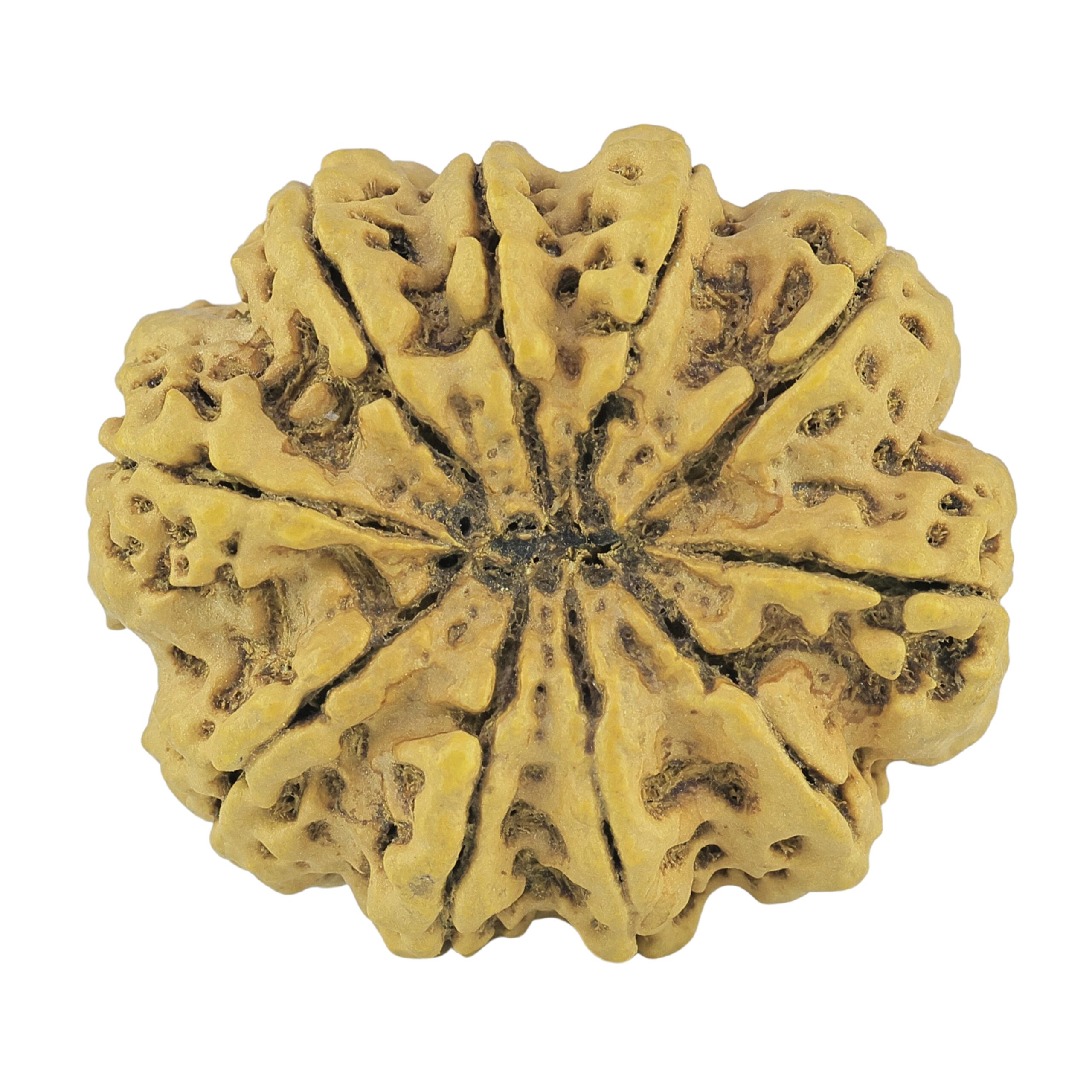 10 Mukhi Rudraksha 33.9mm 7.92gm - Rudraksha back