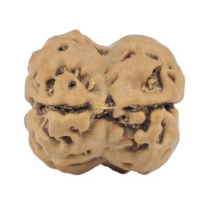 2 Mukhi Rudraksha 19.3mm 1.93gm - Rudraksha back