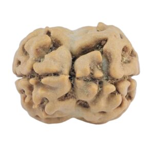 2 Mukhi Rudraksha 18.6mm 1.46gm - Rudraksha back