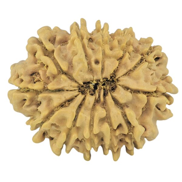 12 Mukhi Rudraksha 27.1mm 3.63gm - Rudraksha back