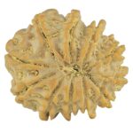 11 Mukhi Rudraksha 23mm 3.7gm - Rudraksha back