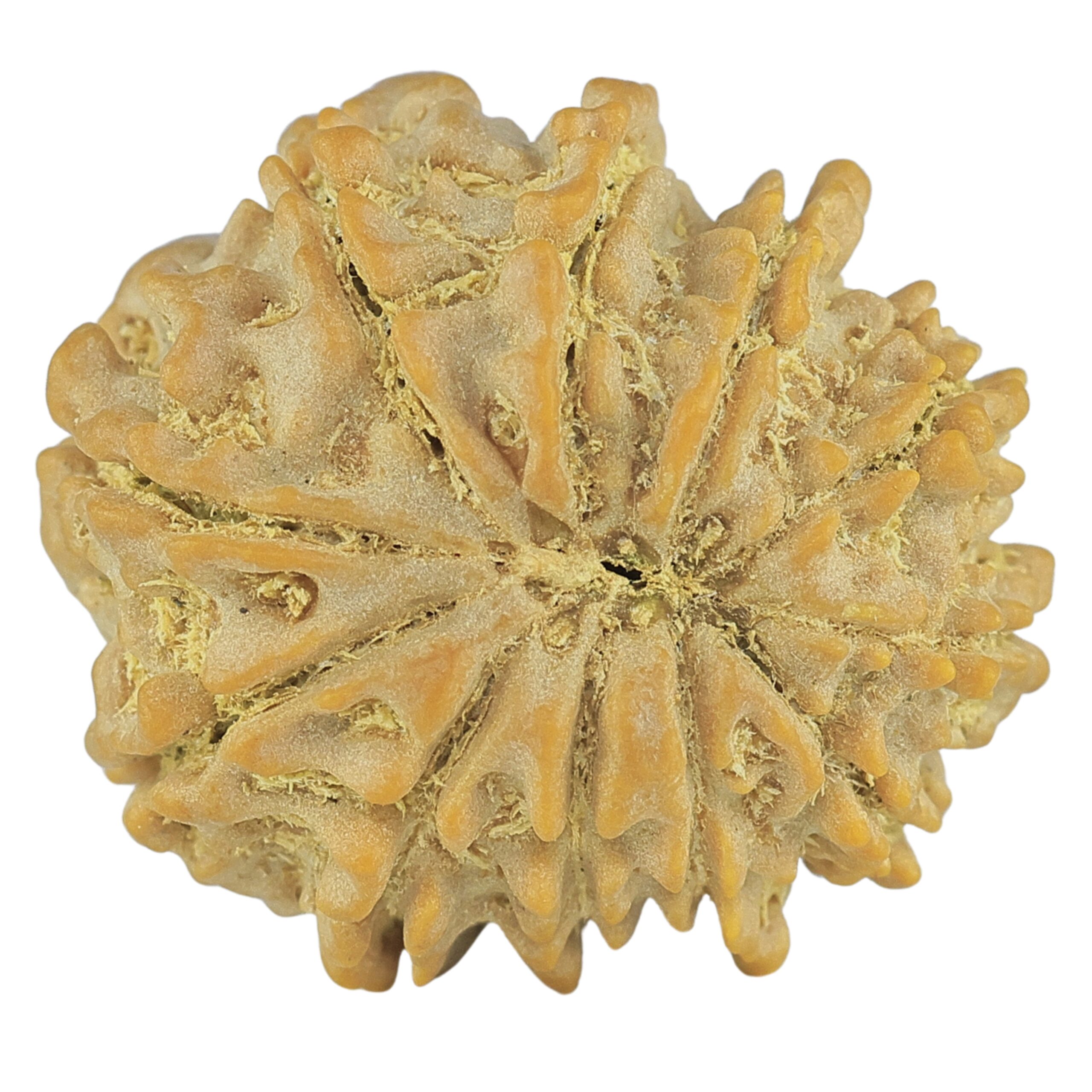 11 Mukhi Rudraksha 23mm 3.7gm - Rudraksha back