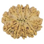 10 Mukhi Rudraksha 27.9mm 4.82gm - Rudraksha back