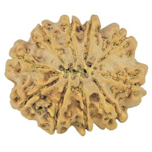 10 Mukhi Rudraksha 27.9mm 4.82gm - Rudraksha back