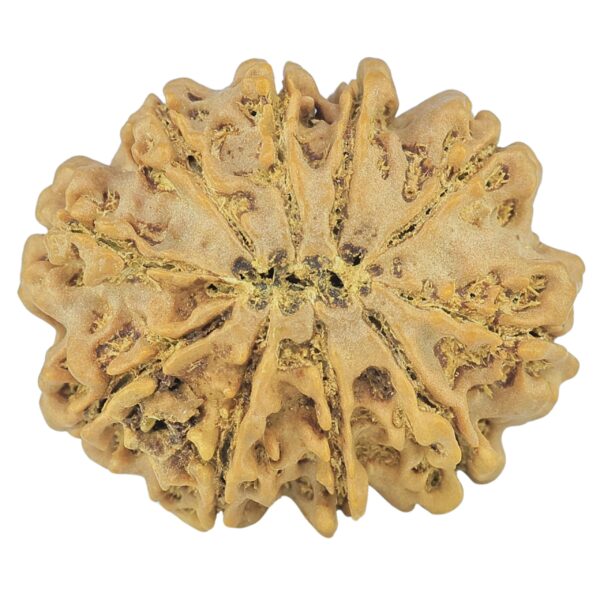 10 Mukhi Rudraksha 27.9mm 4.82gm - Rudraksha back