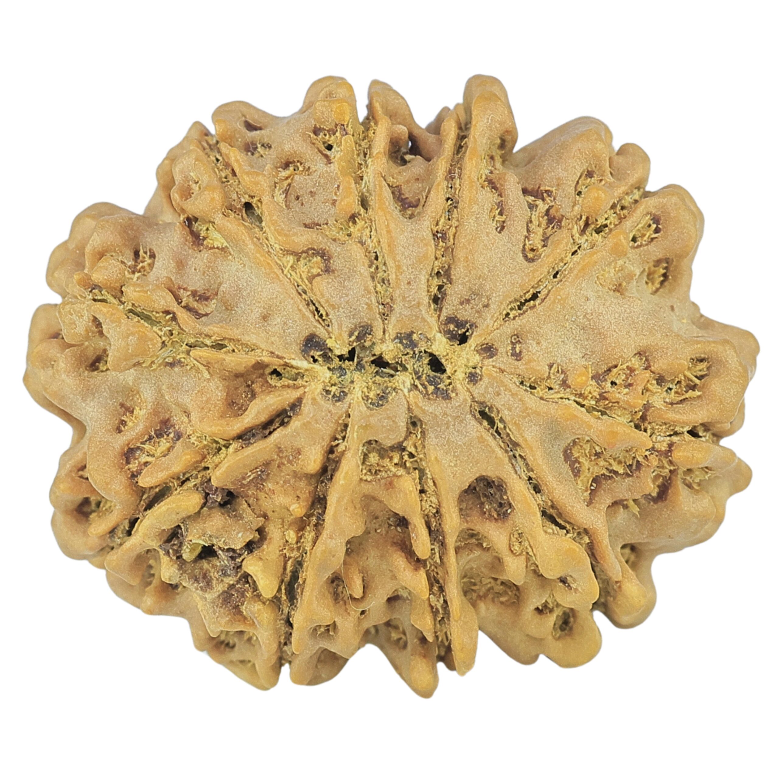 10 Mukhi Rudraksha 27.9mm 4.82gm - Rudraksha back