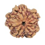 1MK(Underdeveloped) 22.5mm 3.78gm - Rudraksha back