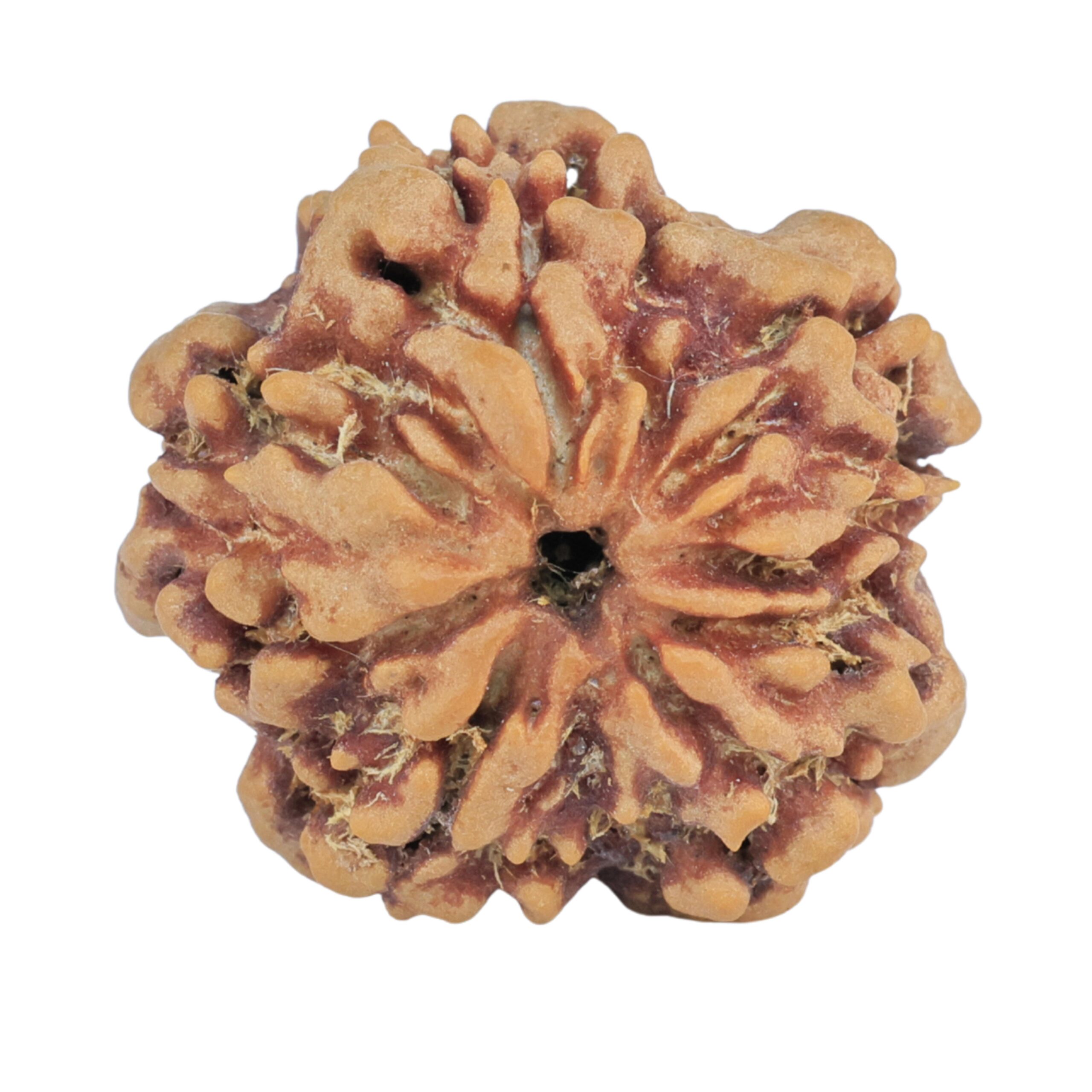 1MK(Underdeveloped) 22.5mm 3.78gm - Rudraksha back