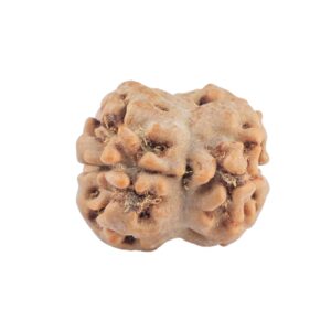 2 Mukhi Rudraksha 20.7mm 1.82gm - Rudraksha back