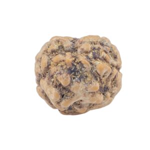 2 Mukhi Rudraksha 22.1mm 1.81gm - Rudraksha back