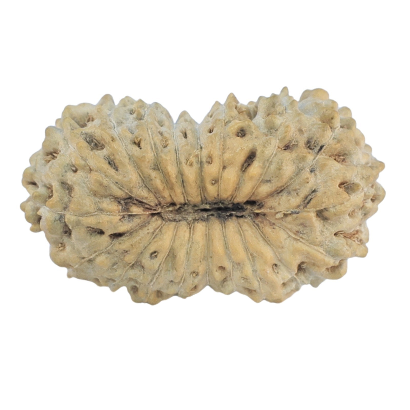 19 Mukhi Rudraksha 19.4mm 1gm - Rudraksha back