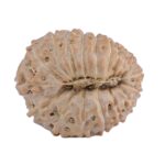 18 Mukhi Rudraksha 19.8mm 2.63gm - Rudraksha back