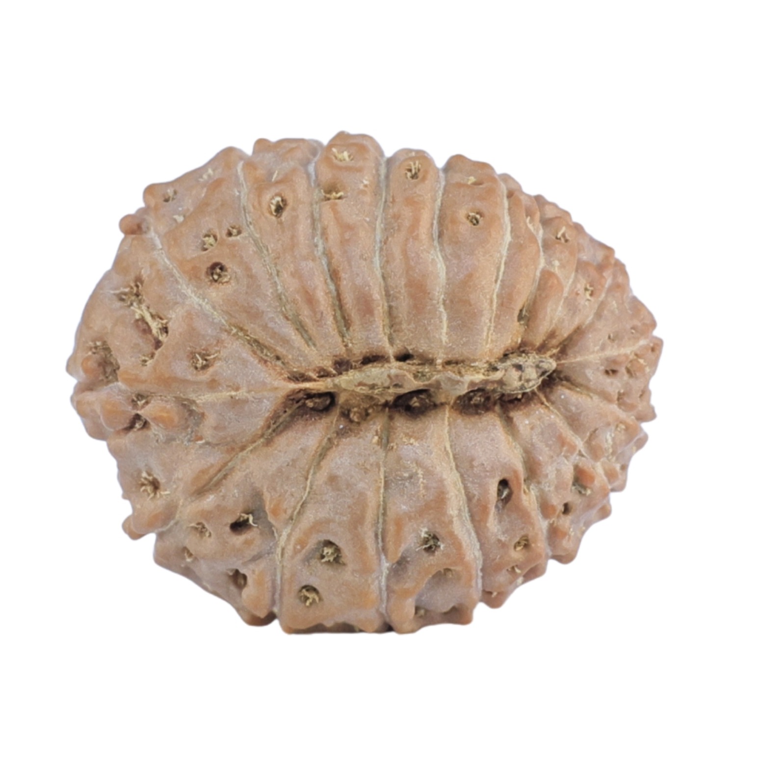 18 Mukhi Rudraksha 19.8mm 2.63gm - Rudraksha back