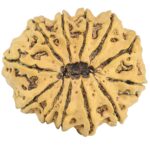 12 Mukhi Rudraksha 33.5mm 6.54gm - Rudraksha back