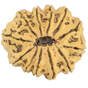 12 Mukhi Rudraksha 33.5mm 6.54gm - Rudraksha back