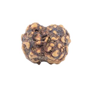 2 Mukhi Rudraksha 20.3mm 1.7gm - Rudraksha back