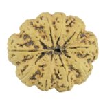 10 Mukhi Rudraksha 33mm 7.31gm - Rudraksha back