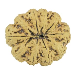 10 Mukhi Rudraksha 33mm 7.31gm - Rudraksha back