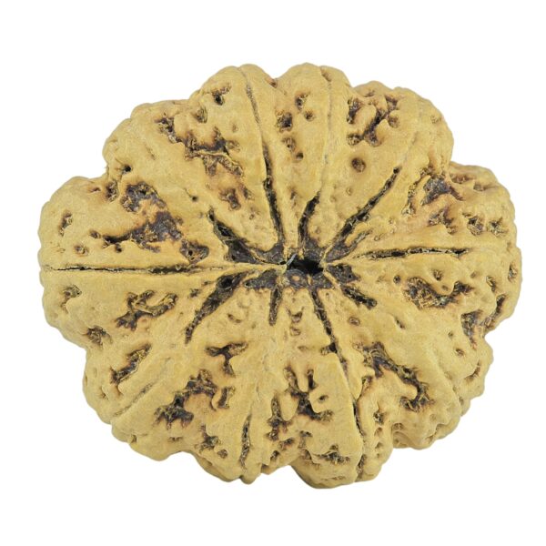 10 Mukhi Rudraksha 33mm 7.31gm - Rudraksha back