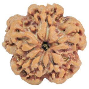 1MK(Underdeveloped) 22.3mm 3.63gm - Rudraksha back