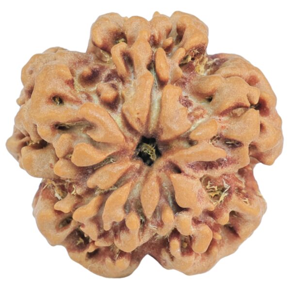 1MK(Underdeveloped) 22.3mm 3.63gm - Rudraksha back