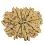 11 Mukhi Rudraksha 24mm 3.31gm - Rudraksha back