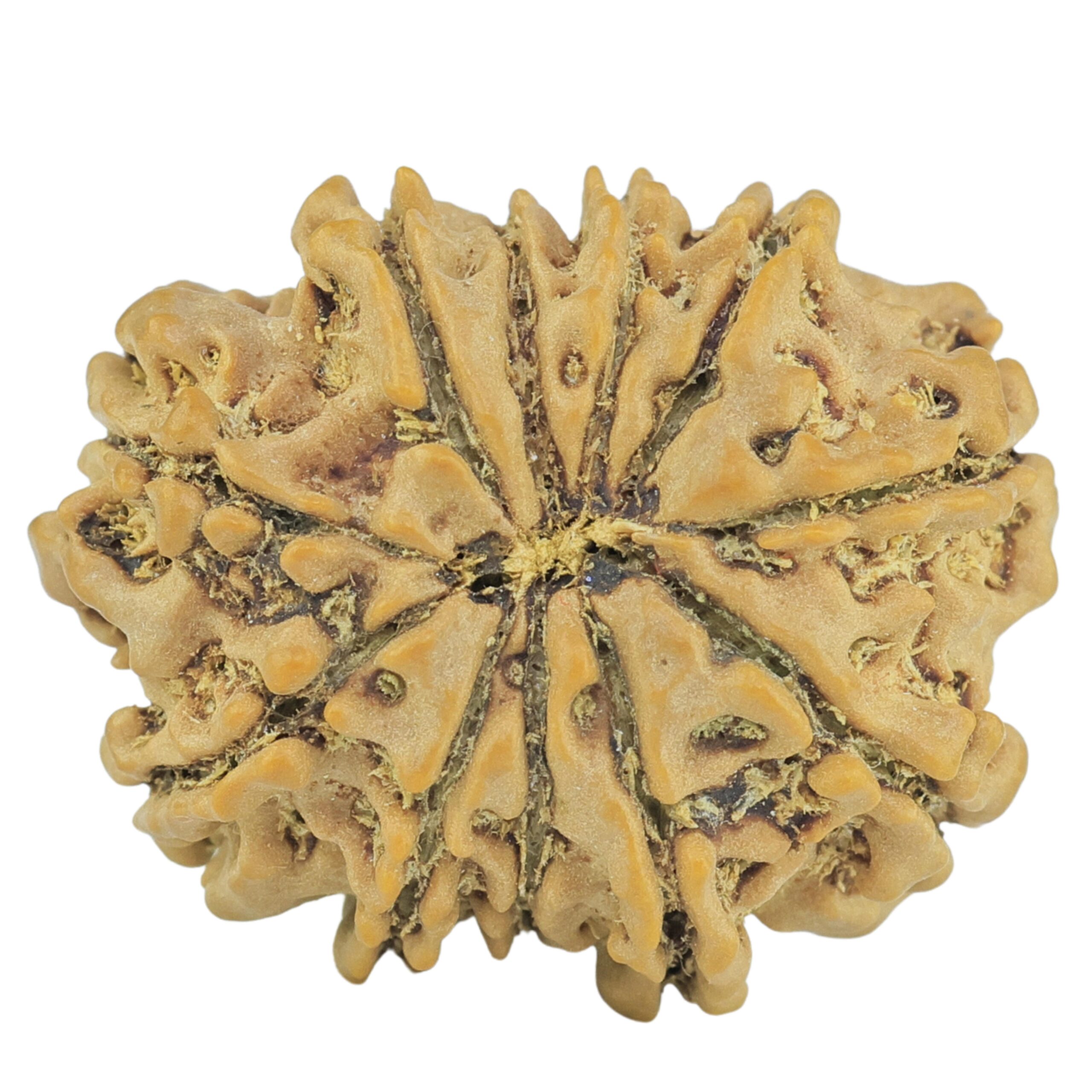 11 Mukhi Rudraksha 24mm 3.31gm - Rudraksha back