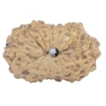 16 Mukhi Rudraksha 15.1mm 0.61gm - Rudraksha back