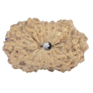 16 Mukhi Rudraksha 15.1mm 0.61gm - Rudraksha back