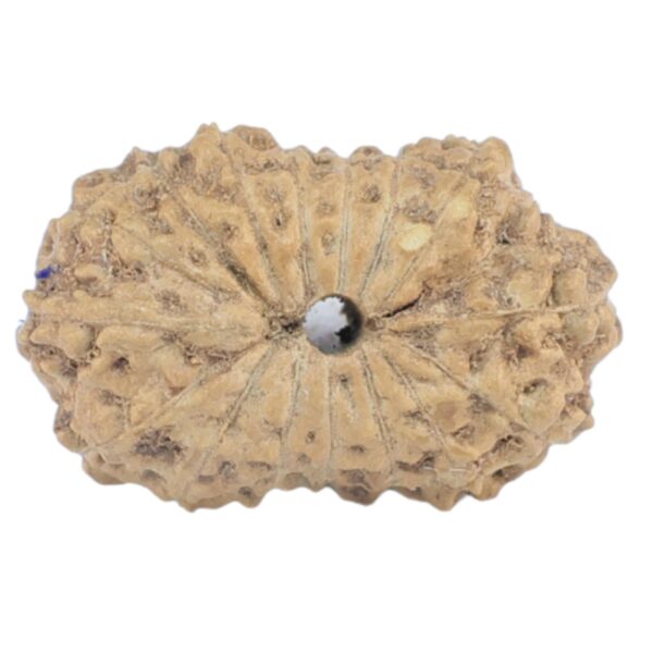 16 Mukhi Rudraksha 15.1mm 0.61gm - Rudraksha back