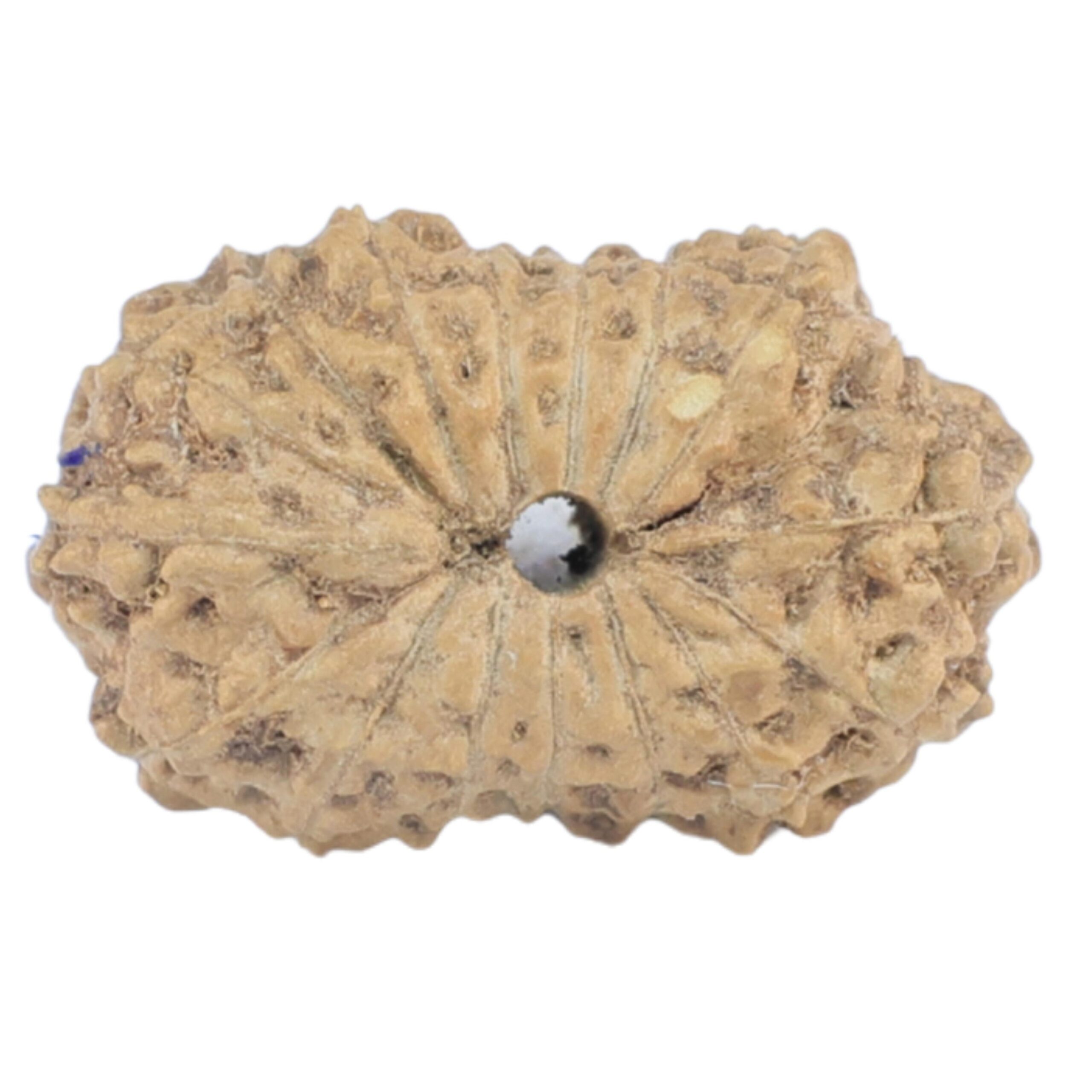 16 Mukhi Rudraksha 15.1mm 0.61gm - Rudraksha back
