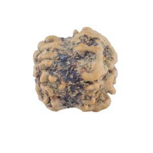 2 Mukhi Rudraksha 20.7mm 1.43gm - Rudraksha back