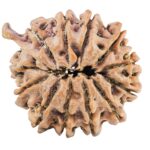 12 Mukhi Ganesh 24mm 4.51gm - Rudraksha back