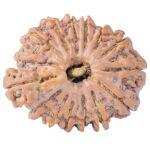 Sawar/Ganesh (14+1) 25.6mm 4.59gm - Rudraksha back