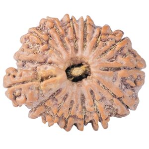 Sawar/Ganesh (14+1) 25.6mm 4.59gm - Rudraksha back