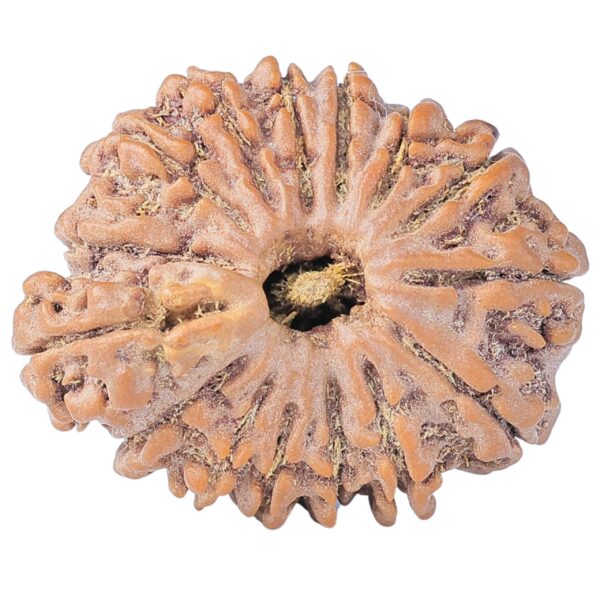 Sawar/Ganesh (14+1) 25.6mm 4.59gm - Rudraksha back