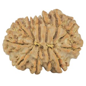 12 Mukhi Rudraksha 25.9mm 4.55gm - Rudraksha back