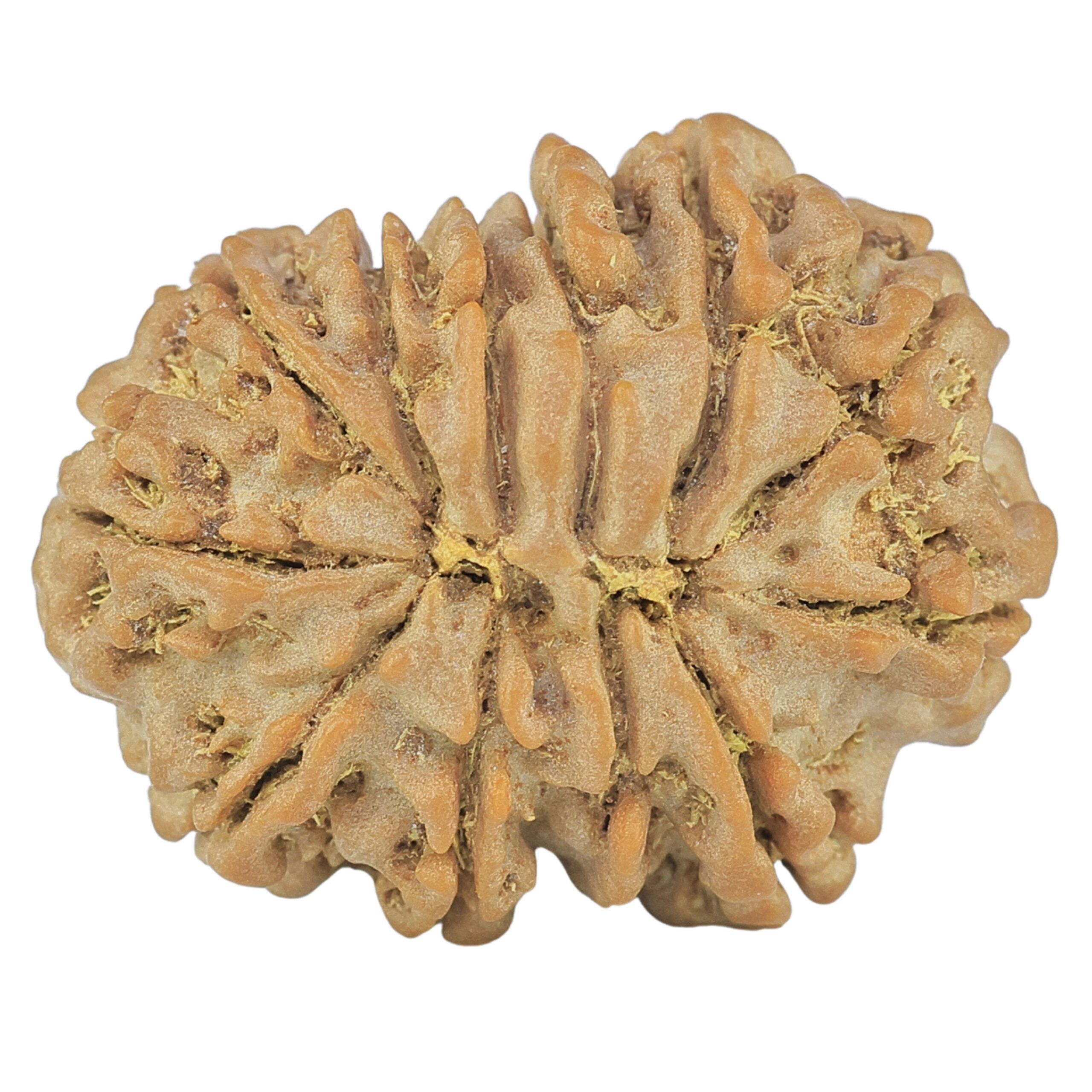 12 Mukhi Rudraksha 25.9mm 4.55gm - Rudraksha back