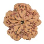 1MK(Underdeveloped) 23.9mm 4.55gm - Rudraksha back