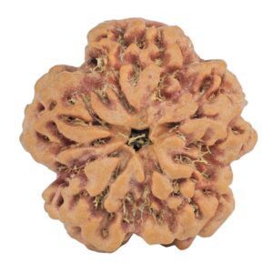 1MK(Underdeveloped) 23.9mm 4.55gm - Rudraksha back