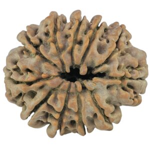 11 Mukhi Rudraksha 24.4mm 3.84gm - Rudraksha back