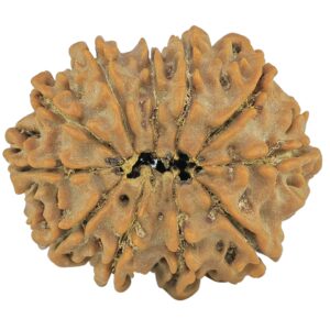 11 Mukhi Rudraksha 24.5mm 3.44gm - Rudraksha back