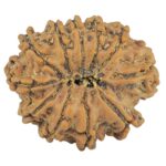 11 Mukhi Rudraksha 25.1mm 3.67gm - Rudraksha back