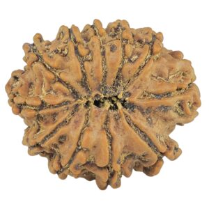 11 Mukhi Rudraksha 25.1mm 3.67gm - Rudraksha back